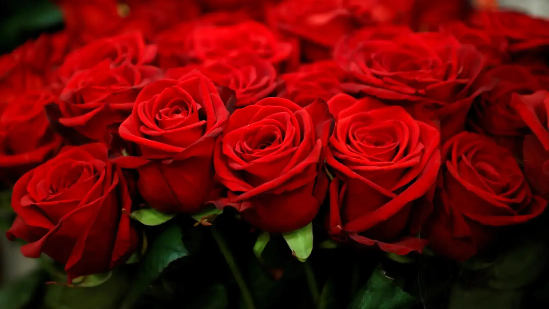 Gül Nasıl Verimli Olur: Bol Çiçekli Güller İçin Bakım Rehberi